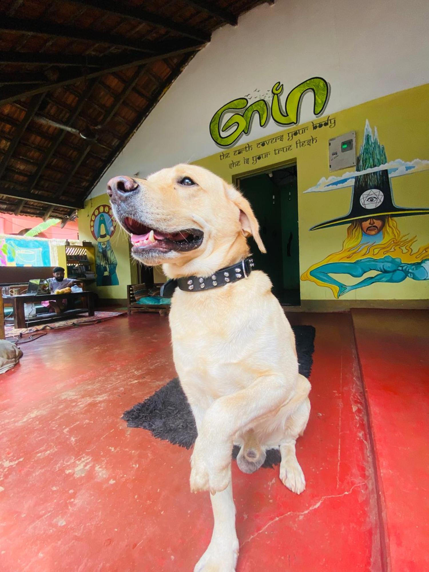 Gaia Hostels Anjuna Ngoại thất bức ảnh